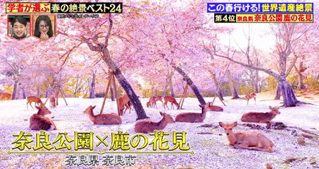 林修のニッポンドリル 春の絶景ランキング4位 奈良公園 鹿の花見