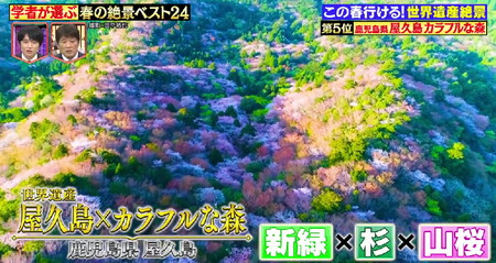 林修のニッポンドリル 春の絶景ランキング5位 屋久島カラフル森