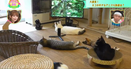 猫に一番人気の動物動画は？リラックスモード アニマル動画グランプリ