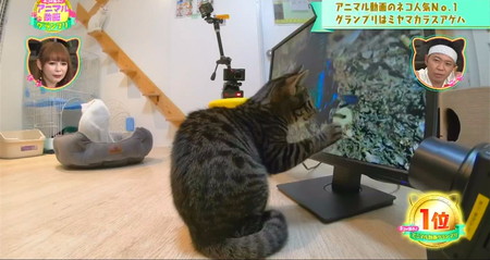 猫に一番人気の動物動画ランキング1位 アゲハ蝶に猫パンチ アニマル動画グランプリ
