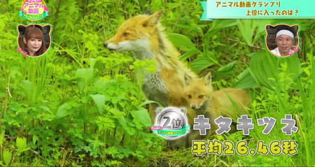 猫に一番人気の動物動画ランキング2位 キタキツネ アニマル動画グランプリ