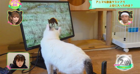 猫に一番人気の動物動画ランキング2位 キツネに興味 アニマル動画グランプリ