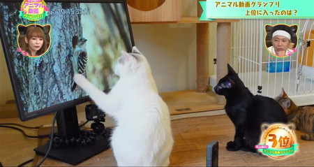 猫に一番人気の動物動画ランキング3位 小鳥のコゲラに猫パンチ アニマル動画グランプリ