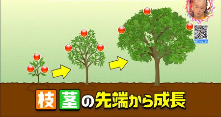 竹に節がいっぱいあるのはなぜ？早い成長は何のため？チコちゃん