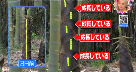 竹に節がいっぱいあるのはなぜ?早い成長は何のため?チコちゃん