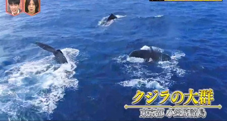 林修のニッポンドリル GWの絶景ランキング4位 小笠原諸島クジラの大群
