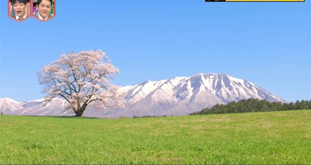 林修のニッポンドリル GWの絶景ランキング4位 岩手小岩井農場の一本桜