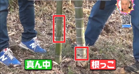 竹の節の間隔を比較 チコちゃん