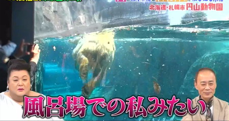 マツコの知らない世界 水族館のような動物園一覧 円山動物園のホッキョクグマ