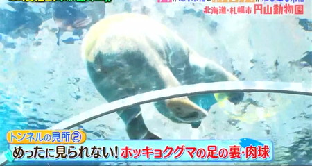 マツコの知らない世界 水族館のような動物園一覧 円山動物園のホッキョクグマの肉球