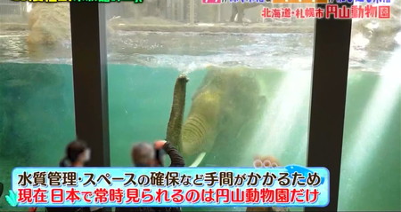 マツコの知らない世界 水族館のような動物園一覧 円山動物園の象