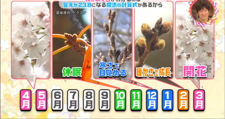 桜の開花サイクル チコちゃん