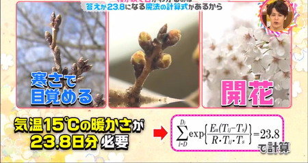桜の開花予想をする計算式とは？15度で23.8日分の暖かさ チコちゃん