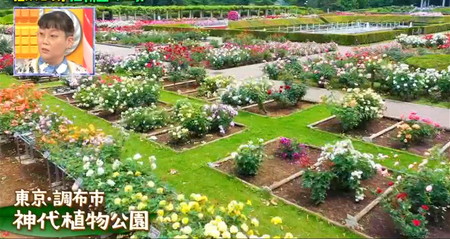 マツコの知らない世界 植物園 東京おすすめ 神代植物公園
