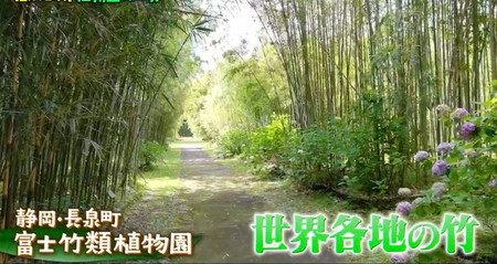 マツコの知らない世界 植物園おすすめ 富士竹類植物園