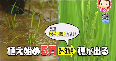 田んぼに水張りをするのはなぜ？稲が育つには気温25度以上 チコちゃん