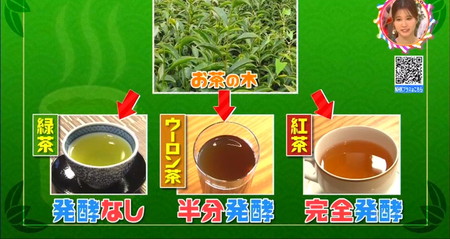 緑茶、ウーロン茶、紅茶は全て同じお茶の木から出来る チコちゃん