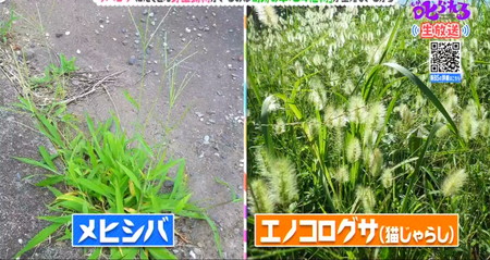 サバンナに野生動物が多いのはなぜ？日本で見られるC4植物 チコちゃん