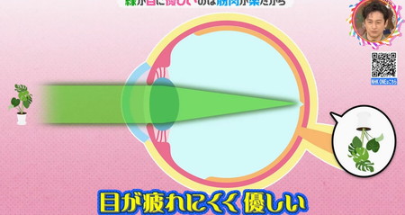 緑色を見ると目の筋肉はリラックス