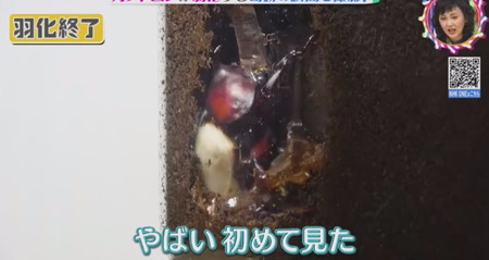カブトムシが浮かした直後は羽だけ白い状態