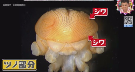 カブトムシのツノは頭のシワから生える