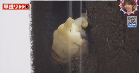 カブトムシの幼虫にツノが生える瞬間
