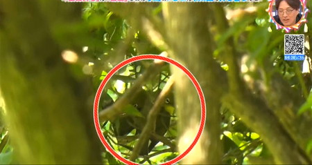 夏にメジロが体を寄せ合う目白押しは奇跡のシーン