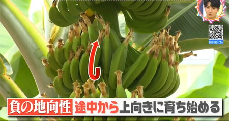 バナナが曲がっているのは負の地向性
