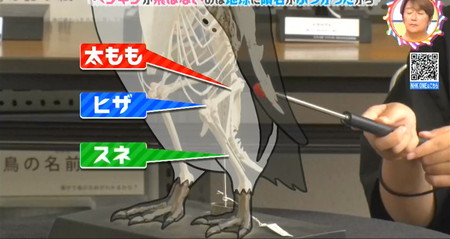 ペンギンの足の骨の構造